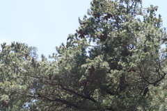 Pinus stylesii