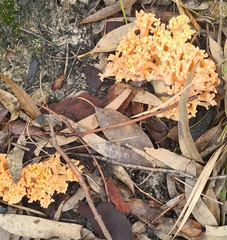 Ramaria capitata