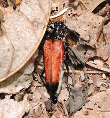 Stenelytrana emarginata