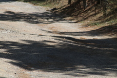 Junco phaeonotus
