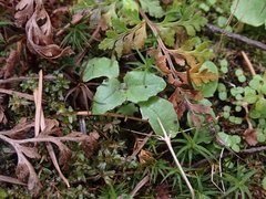 Erythranthe alsinoides