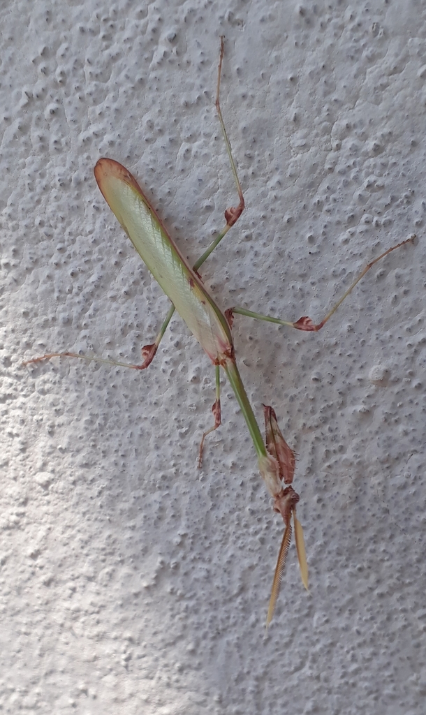 Conehead Mantises