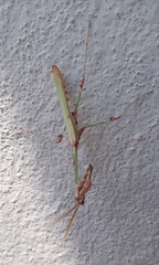Empusa guttula