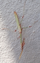 Empusa guttula