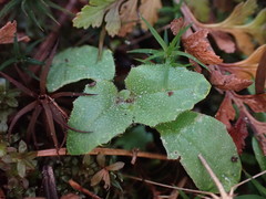 Erythranthe alsinoides