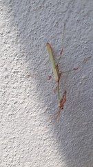 Empusa guttula