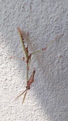 Empusa guttula