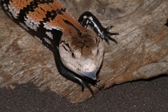 Tiliqua