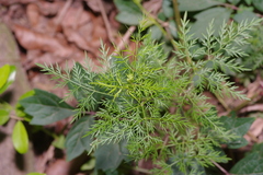 Trepocarpus aethusae