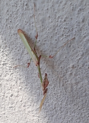 Empusa guttula