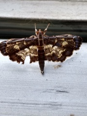Eurrhyparodes splendens
