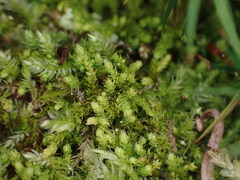 Claopodium bolanderi