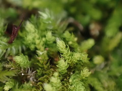 Claopodium bolanderi