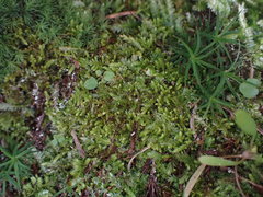 Claopodium bolanderi