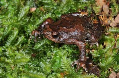 Metaphrynella pollicaris