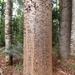 Agathis robusta - Photo (c) ronavery,  זכויות יוצרים חלקיות (CC BY), הועלה על ידי ronavery
