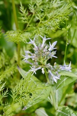 Amsonia repens