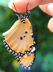 Danaus chrysippus