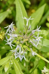 Amsonia repens