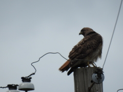Buteo jamaicensis