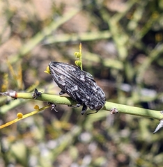 Chrysobothris merkelii