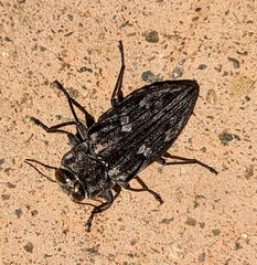 Chrysobothris merkelii