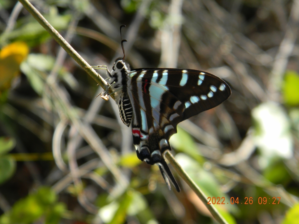 Cuban Kite Swallowtail