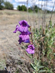 Penstemon azureus azureus