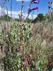 Penstemon azureus azureus