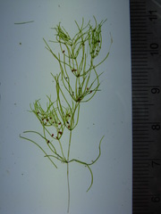 Lamprothamnium stipitatum