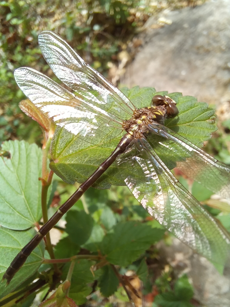 Progomphus integer