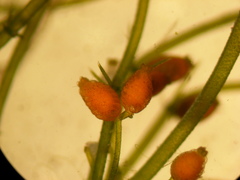 Lamprothamnium stipitatum