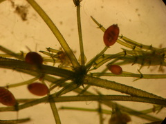 Lamprothamnium stipitatum