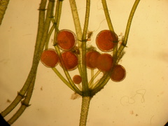 Lamprothamnium stipitatum