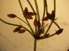 Lamprothamnium stipitatum