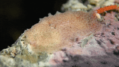 Acotylea