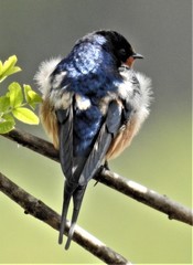 Hirundo rustica