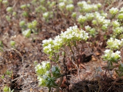 Chorizanthe stellulata