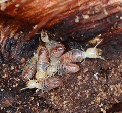 Microcerotermes