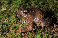 Metaphrynella pollicaris