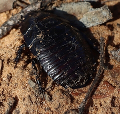 Geoscapheus