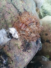 Monoplex parthenopeus