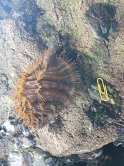 Monoplex parthenopeus