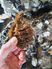 Monoplex parthenopeus