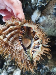 Monoplex parthenopeus