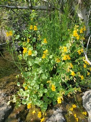 Erythranthe glaucescens