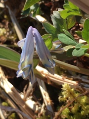 Corydalis pauciflora