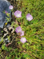 Sidalcea calycosa