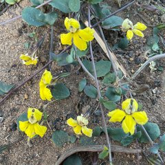 Goodenia glabra