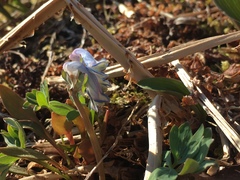 Corydalis pauciflora